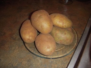Burbank russet