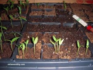 Banana Peppers
