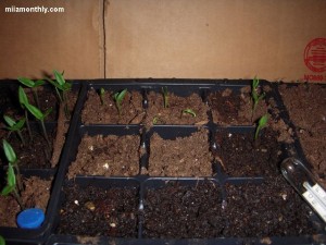 Bell Pepper