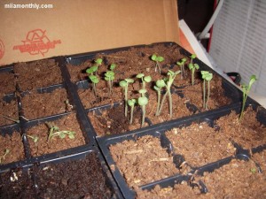 Sage in the front, basil in the back