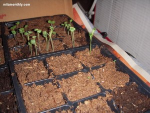 Sage in the front, basil in the back
