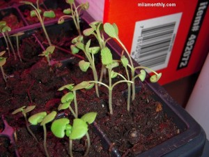Basil left, sage right