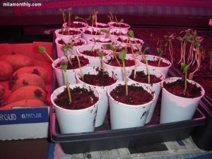 cucumbers and zucchini in their new homes